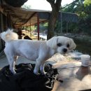 버드나무주유소 이미지