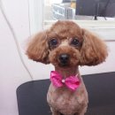 꼬마애견샵 이미지