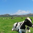 동부목장 이미지