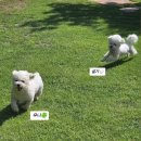 이천시 종합운동장 천연 잔디구장 | [리뷰] 개들의 정원 방문기 | 경기도 이천 애견카페 리뷰