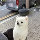 살롱 꼬미'S 이미지