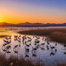 순천만 생태펜션 | "전 세계 흑두루미 절반이 순천만으로 모였다? 생태 보존이 만든 기적의 이야기"