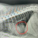 베리굿동물병원 이미지