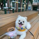 댕즈 이미지