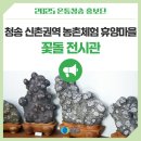 신촌약수꽃돌체험휴양마을 | 청송 신촌권역 농촌체험 휴향마을 꽃돌전시관