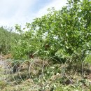 대바위농장 이미지