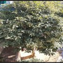 회원동139 이미지