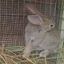 천일농장 이미지