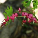 곰배령 꽃길 이미지