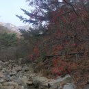 산들애 보리밥 이미지