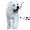 송정 애견호텔 네이버블로그