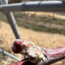 꽃피는날 이미지