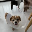 포그니유치원 이미지