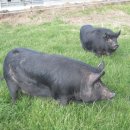 제주흑돼지 이미지