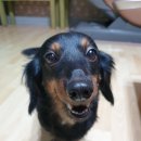 개꼬신내 이미지