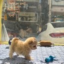 퍼피어스