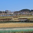 저류지 | 분홍빛 설레임 가득! 경포생태저류지 벚꽃 산책 (주차, 꿀팁)