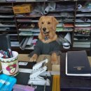 오세요 댕댕이 이미지