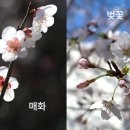 매화태권도