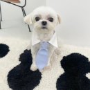 어썸독 | 광주 애견미용 추천) 깨끗하고 친절한 화정동 어썸독 내돈내산 강추후기♥️