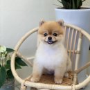아미고 펫살롱 이미지
