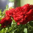 영등체육공원 이미지