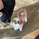슈슈멍 | 양주 옥정 강아지 수제간식 맛집 애견동반카페 멍슈슈🐶🦴