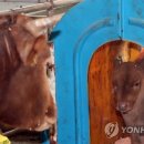 송아목장 이미지