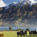 뉴질랜드, 가축 트림과 똥 배출에 세금 부과 계획 이미지