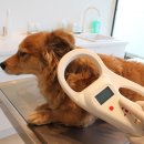 마음편한동물메디컬센터 이미지