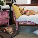 할리우드펫 이미지