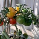 소소한 행복 초록일기 이미지