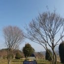 남화농장 | 조형 홍가시 3m 성목 판매, 레드로빈 홍가시나무 임실 납품기