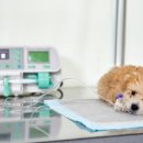 퍼피캣동물병원 이미지