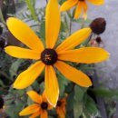 궁촌레일바이크펜션 이미지