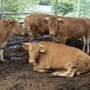 우들농장 이미지