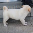 [제주도 게스트하우스 후기 / 우도 게스트하우스 후기] 노닐다 게스트하우스