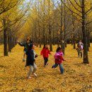 은행나무 펜션 이미지