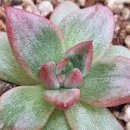 송사농장 이미지