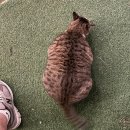 하늘노피