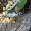 청주고양이입양지원센터 애니멀공화국 | [청주] 운리단길 고양이입양지원센터 고양이 카페 '애니멀 공화국'
