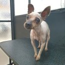 딸기애견미용실 이미지