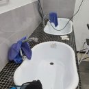 개샤방 이미지