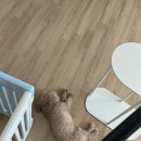 디어퍼피(dear.puppy) | 240905 일상 | 디어퍼피 | 업아웃커피서비스 | 박스테니스 | 올리브영