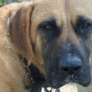 늙은 개 이미지