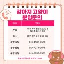 우아한생활플러스 | 대구그레이하운드분양, 직접 알아보고 선택한 이유와 꼭 알아야 할 정보