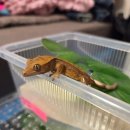 비전고 | [평택 킥복싱] 🦎 평택 파충류샵 '베이비파충류샵' 방문 후기 (비전고 근처)