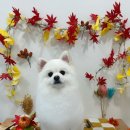 루이동물미용 이미지