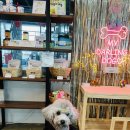 마이달링독 이미지