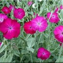 로사(ROSA)